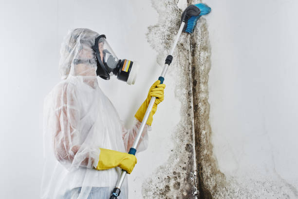 Best Commercial Mold Removal  in Lindenhurst, IL
