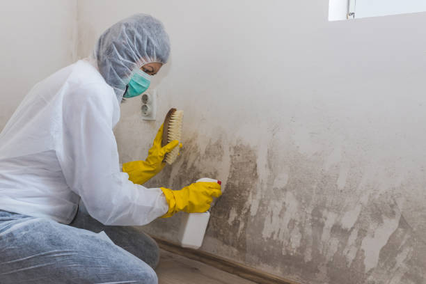 Best Crawl Space Mold Removal  in Lindenhurst, IL