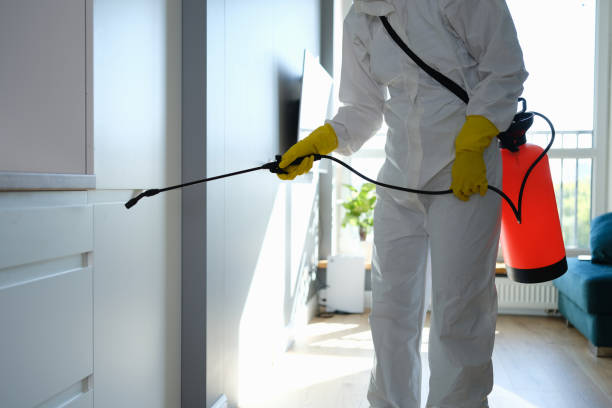 Best Mold Removal Process  in Lindenhurst, IL